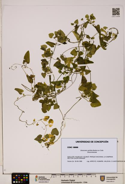 Dioscorea variifolia [Espécimen: ]