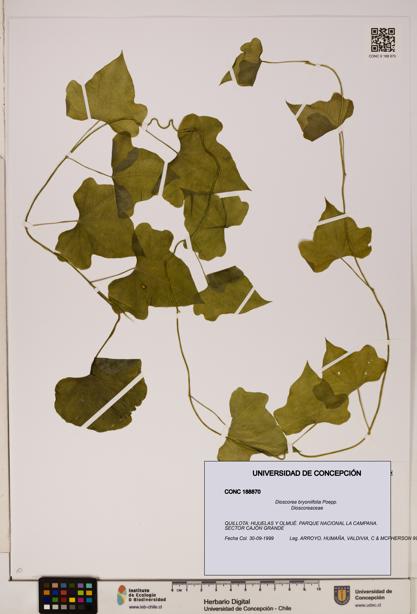 Dioscorea bryoniifolia [Espécimen: ]