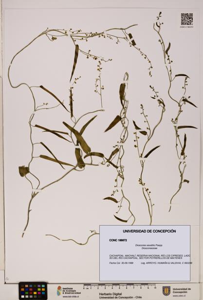 Dioscorea saxatilis [Espécimen: ]