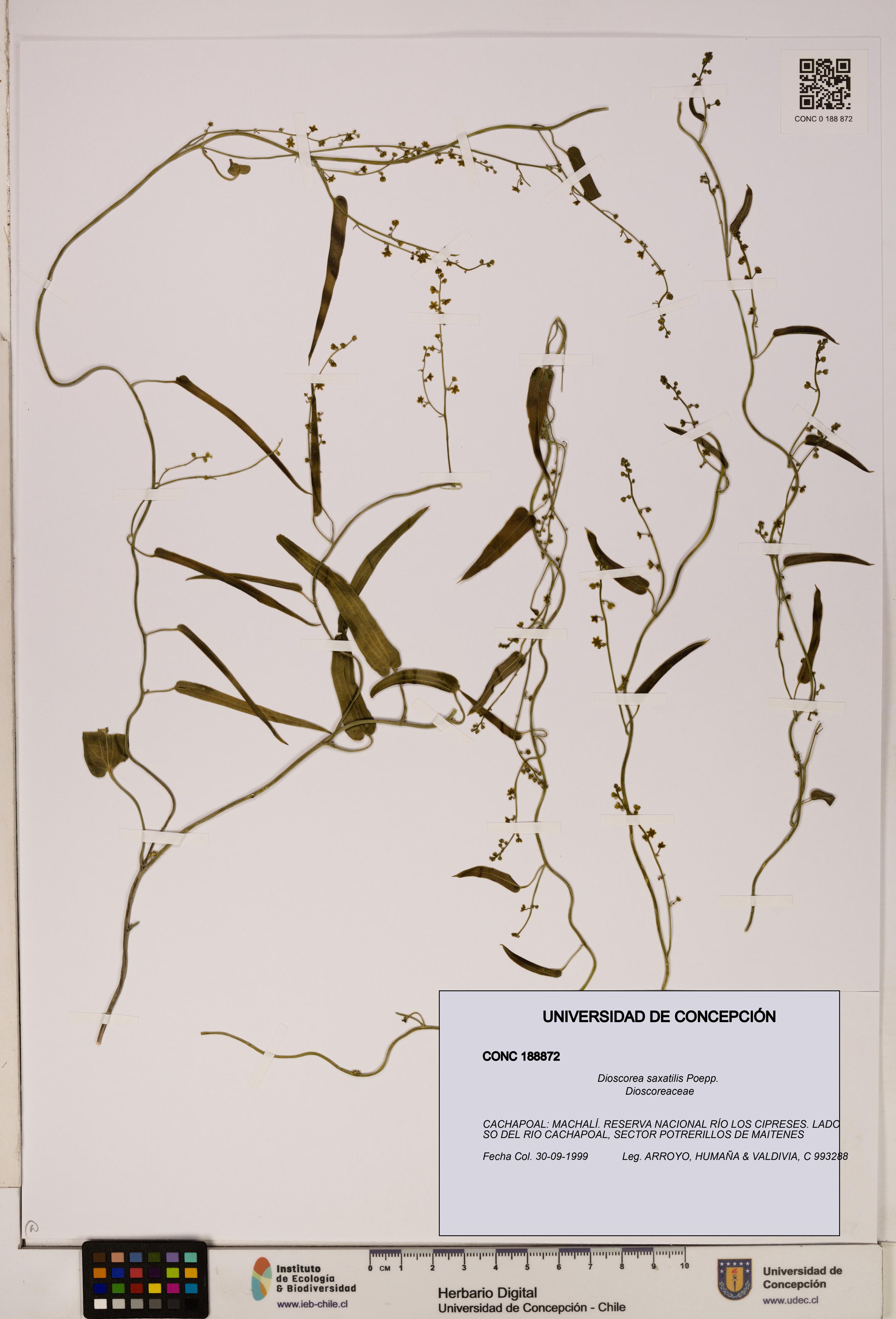 Dioscorea saxatilis [Espécimen: ]