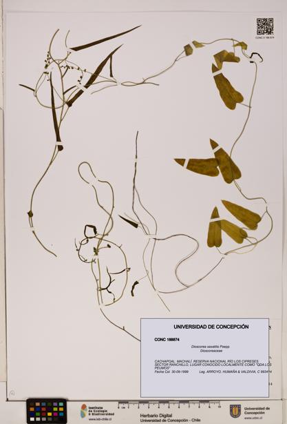 Dioscorea saxatilis [Espécimen: ]