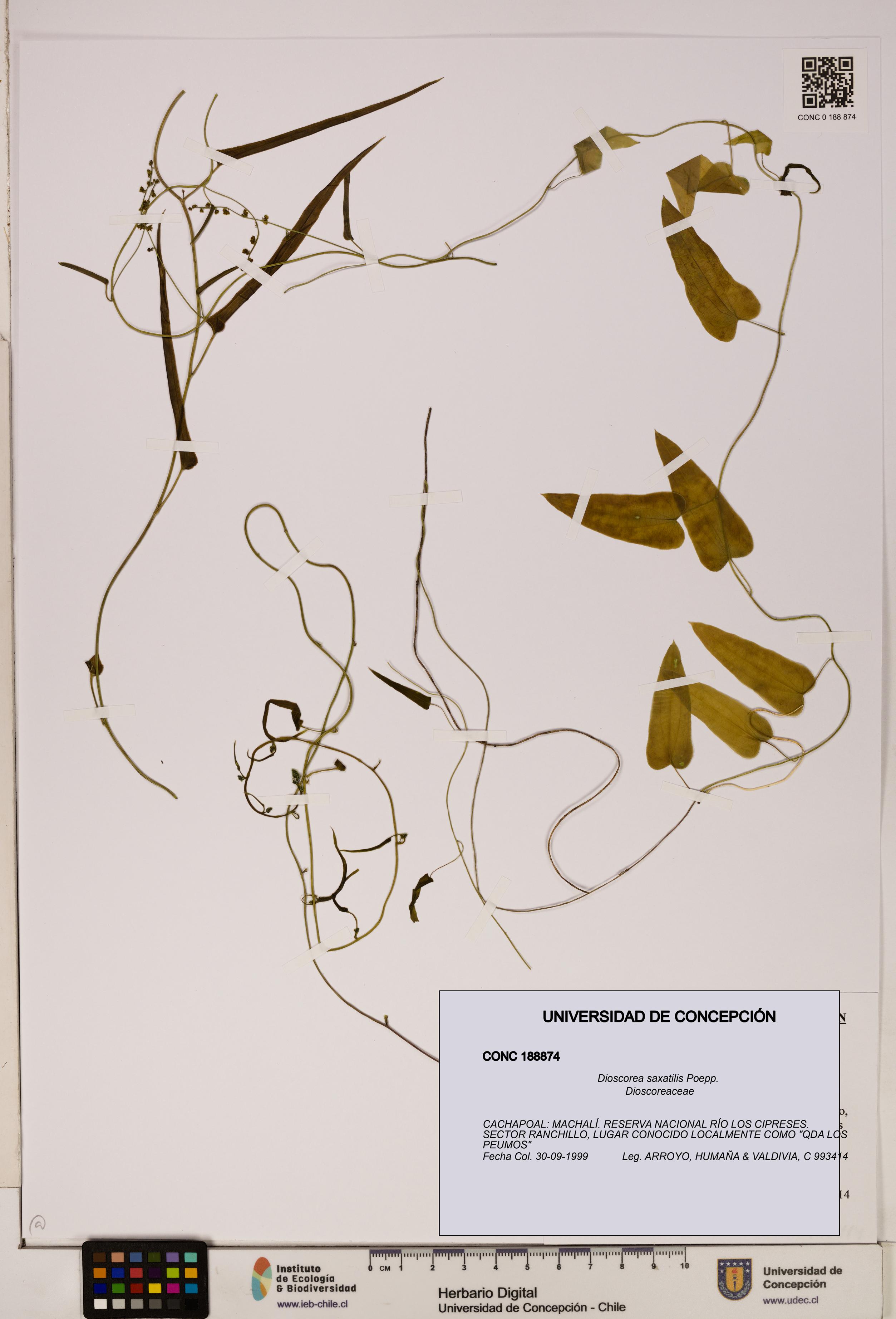 Dioscorea saxatilis [Espécimen: ]