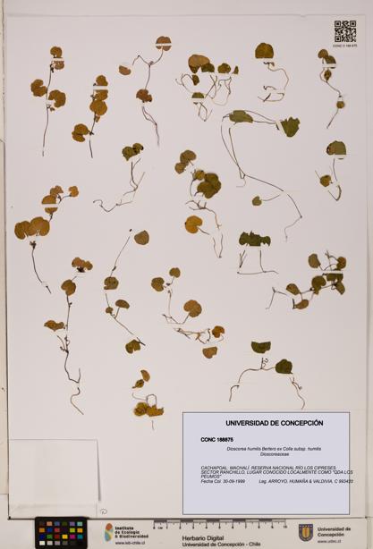Dioscorea humilis subsp. humilis [Espécimen: ]