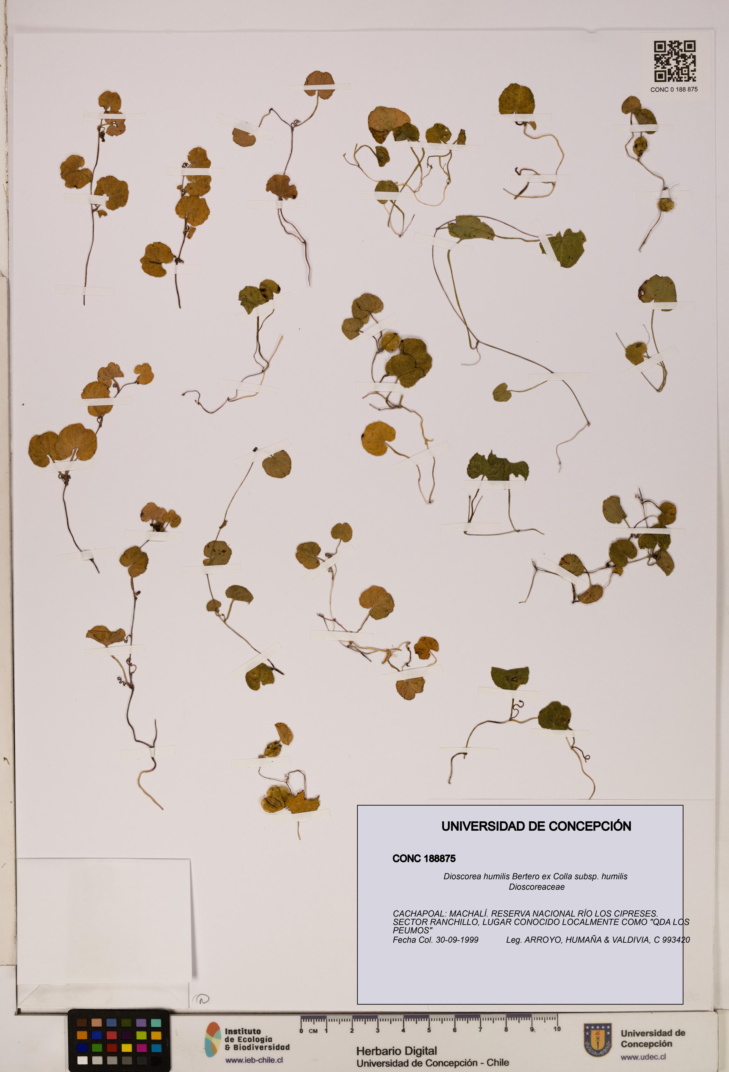 Dioscorea humilis subsp. humilis [Espécimen: ]