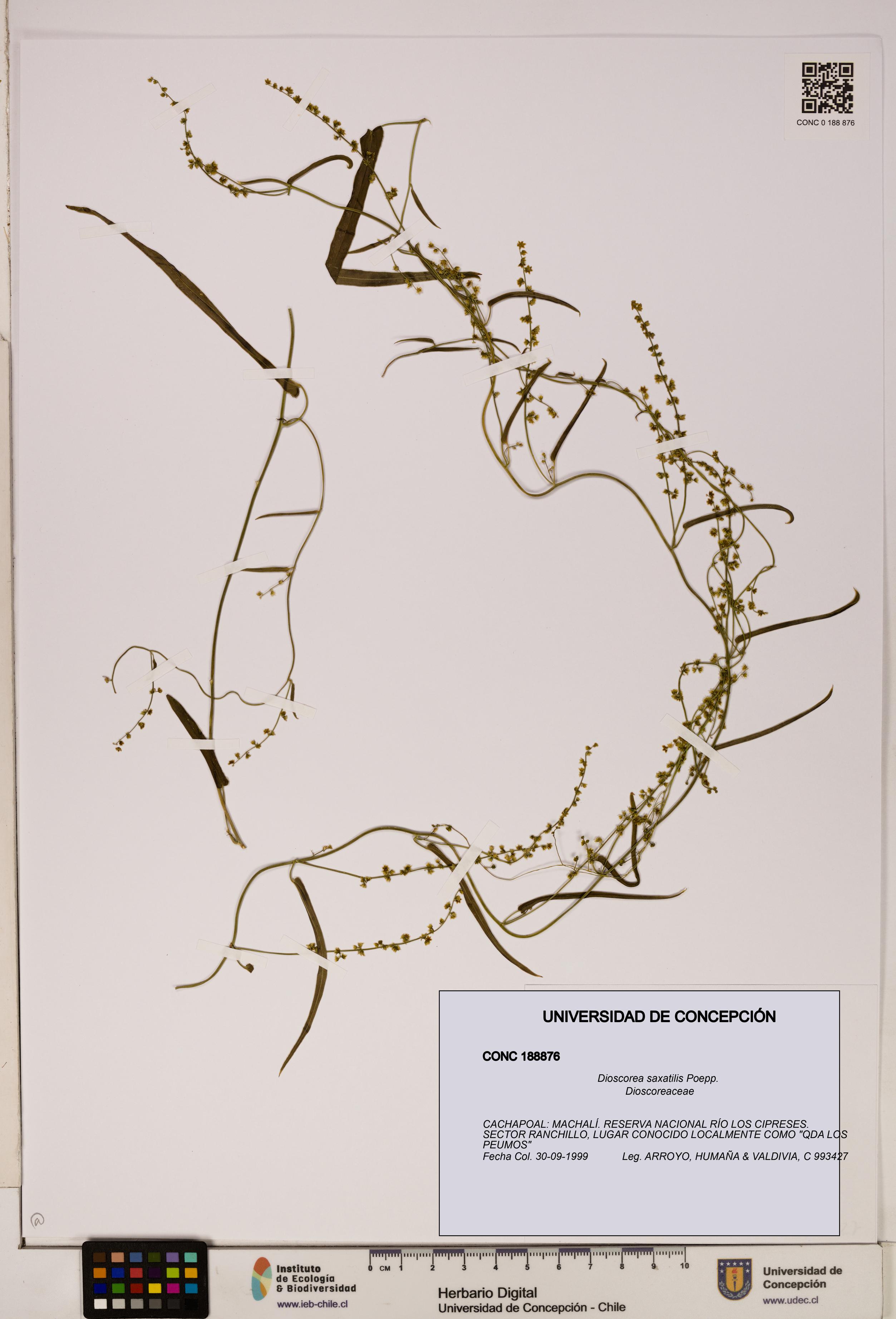 Dioscorea saxatilis [Espécimen: ]