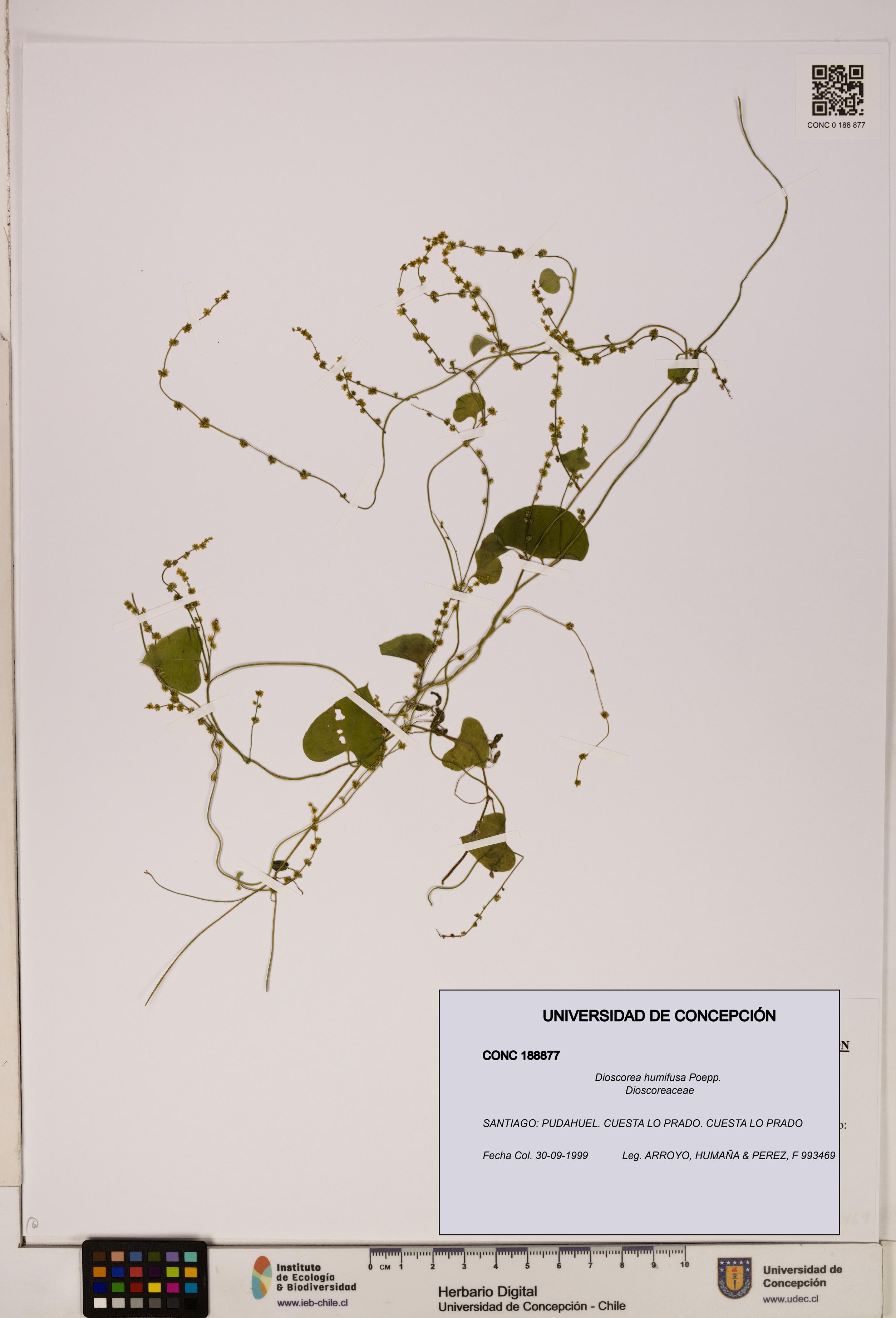 Dioscorea humifusa [Espécimen: ]