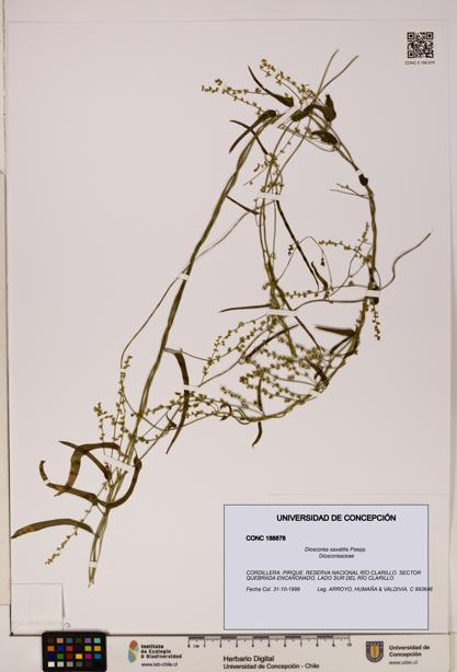 Dioscorea saxatilis [Espécimen: ]
