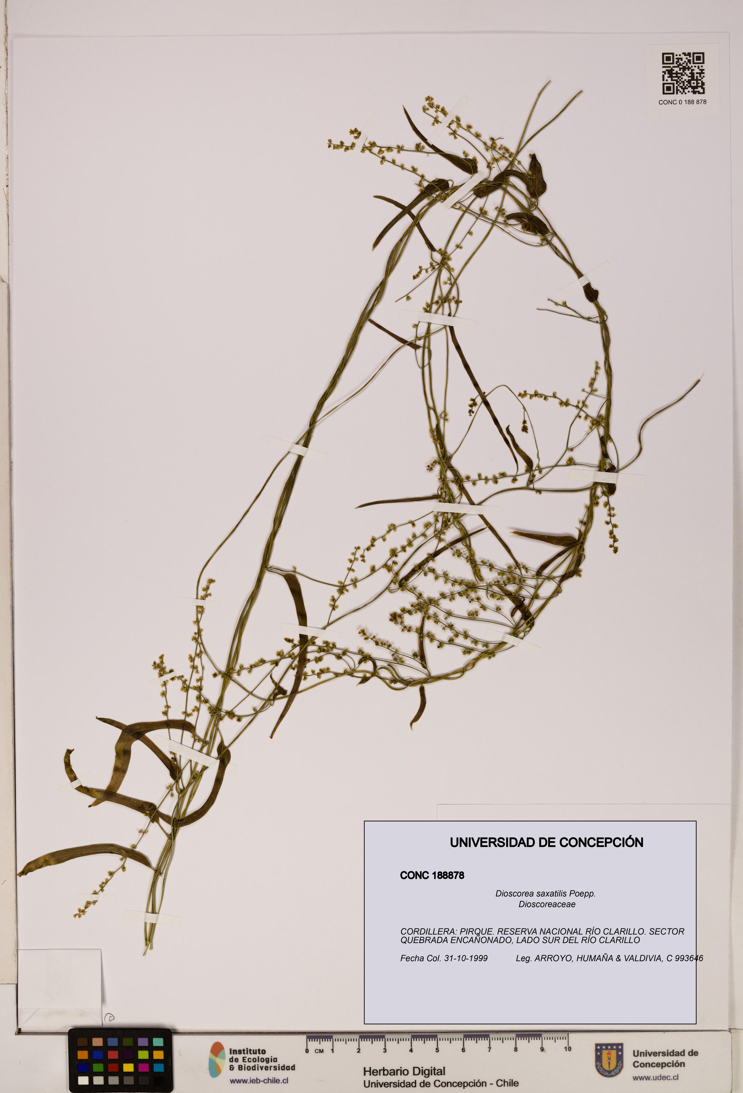 Dioscorea saxatilis [Espécimen: ]