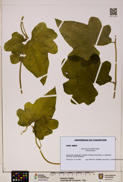 Dioscorea bryoniifolia [Espécimen: ]