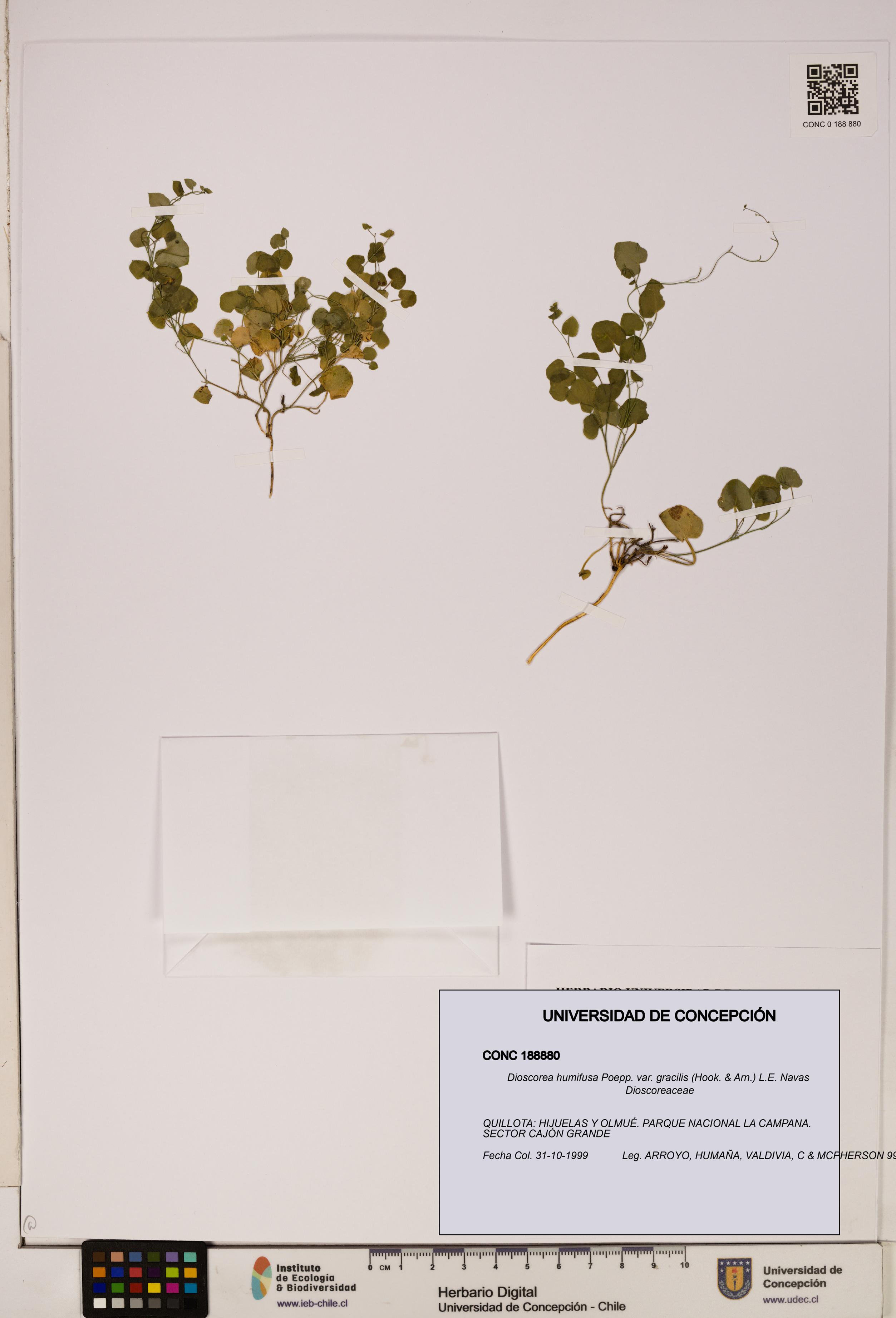 Dioscorea humifusa var. gracilis [Espécimen: ]