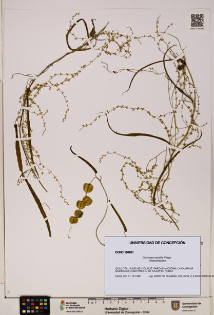 Dioscorea saxatilis [Espécimen: ]