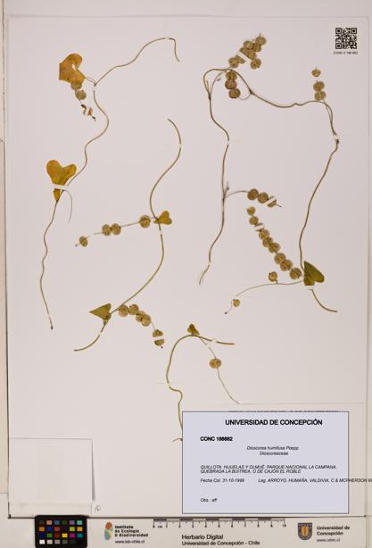 Dioscorea humifusa [Espécimen: ]