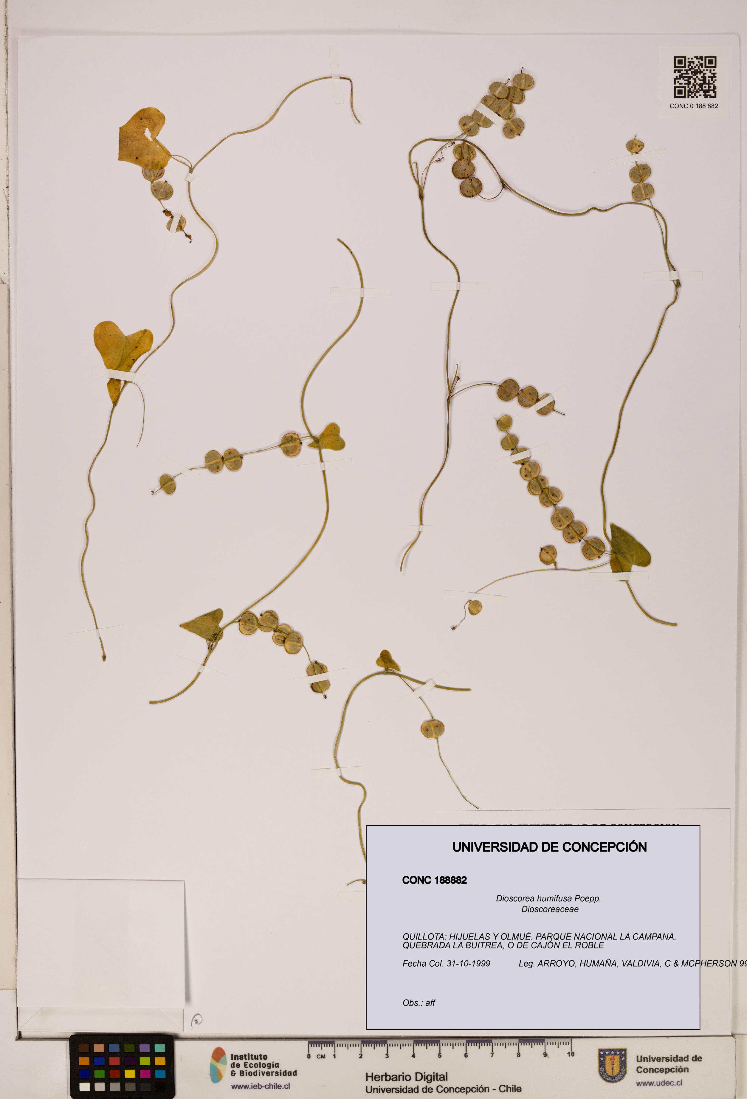 Dioscorea humifusa [Espécimen: ]