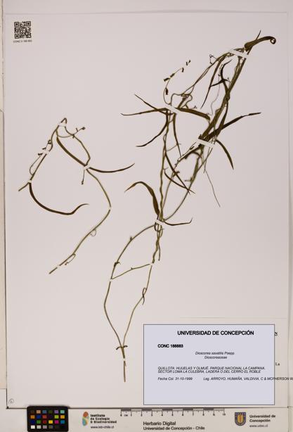 Dioscorea saxatilis [Espécimen: ]