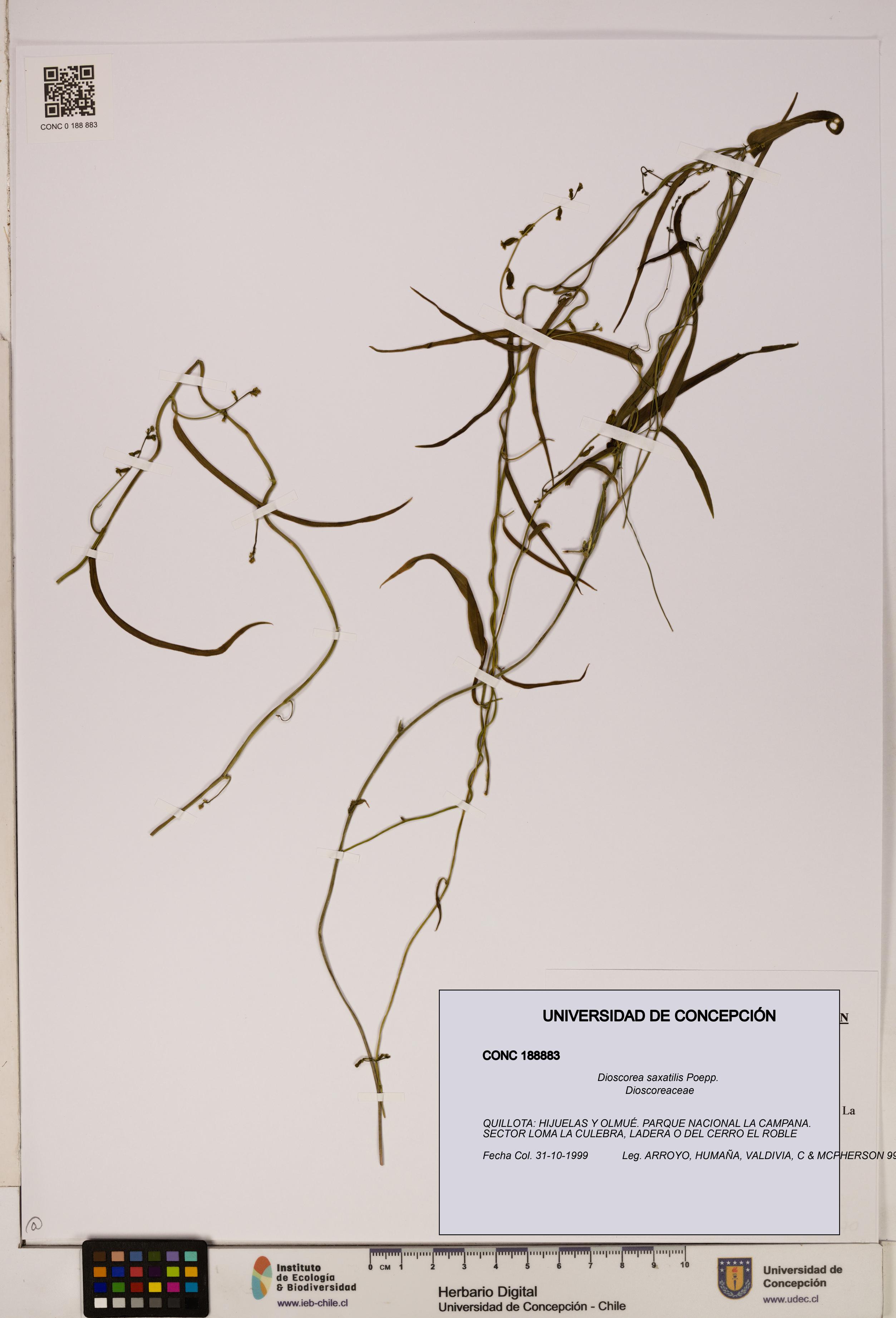 Dioscorea saxatilis [Espécimen: ]