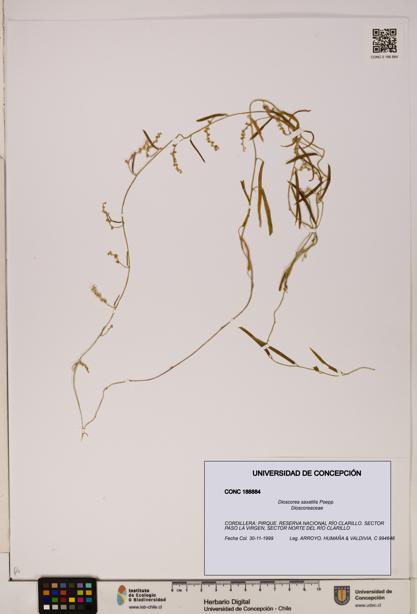 Dioscorea saxatilis [Espécimen: ]