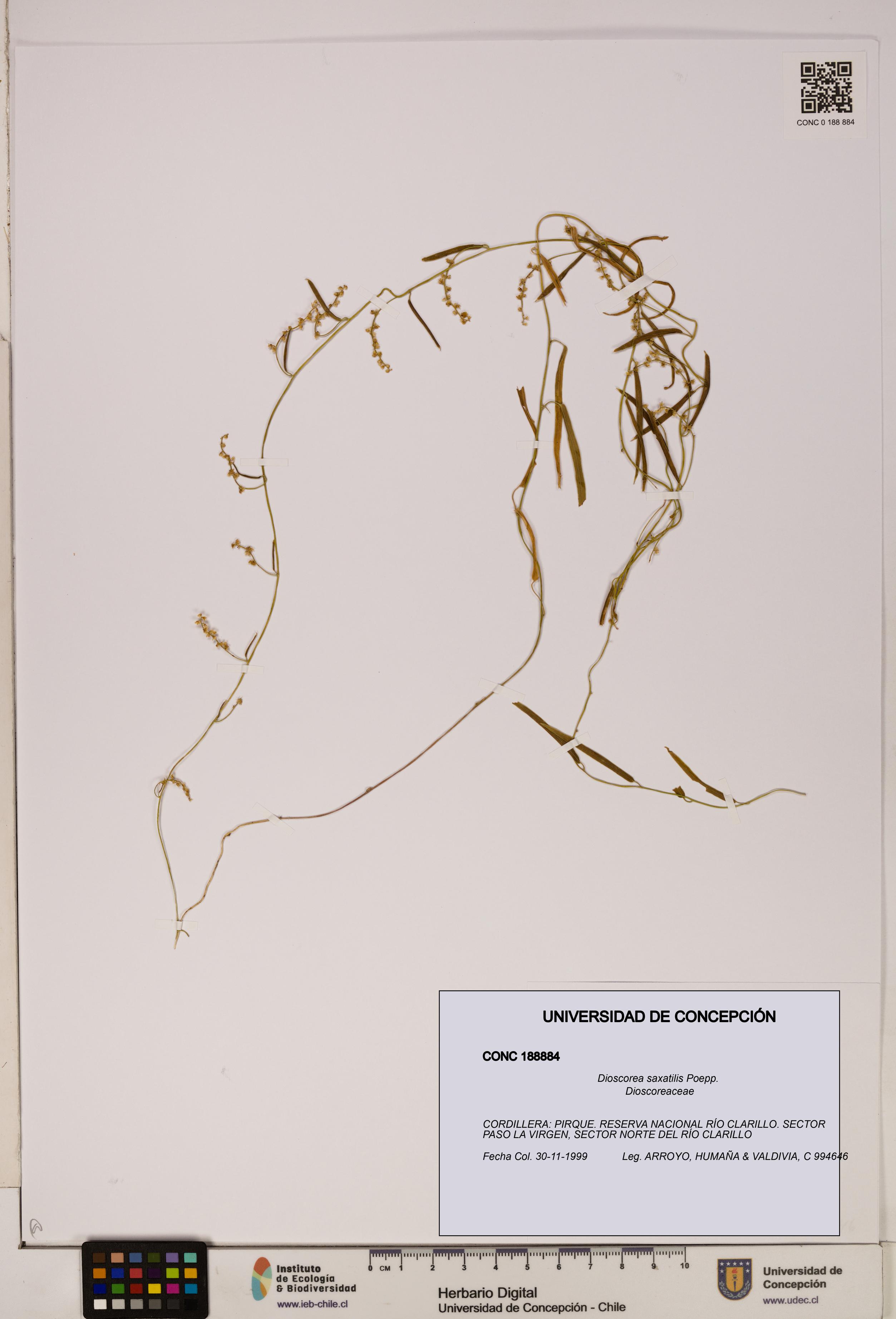 Dioscorea saxatilis [Espécimen: ]