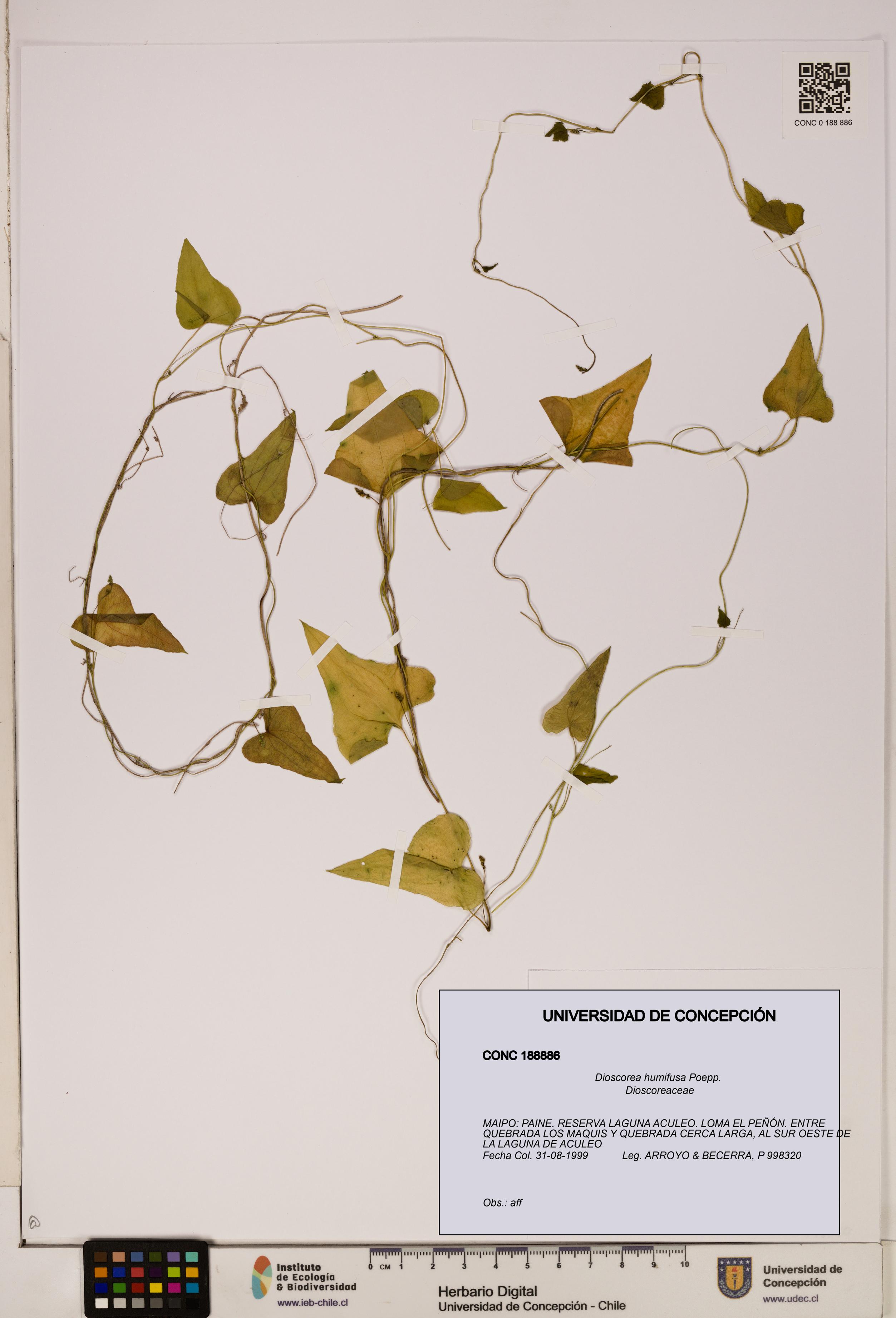 Dioscorea humifusa [Espécimen: ]