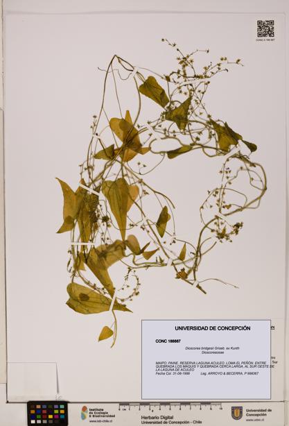 Dioscorea bridgesii [Espécimen: ]