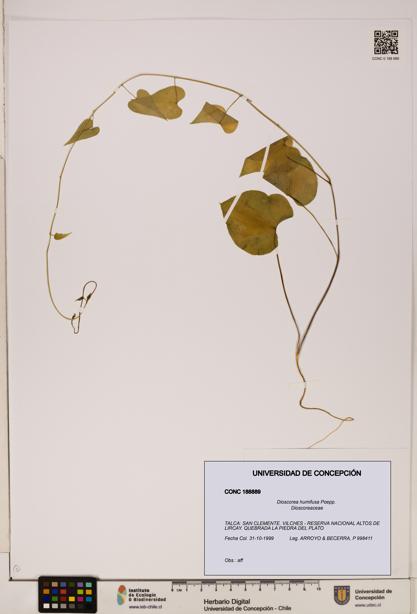 Dioscorea humifusa [Espécimen: ]