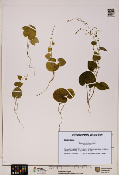 Dioscorea humifusa [Espécimen: ]