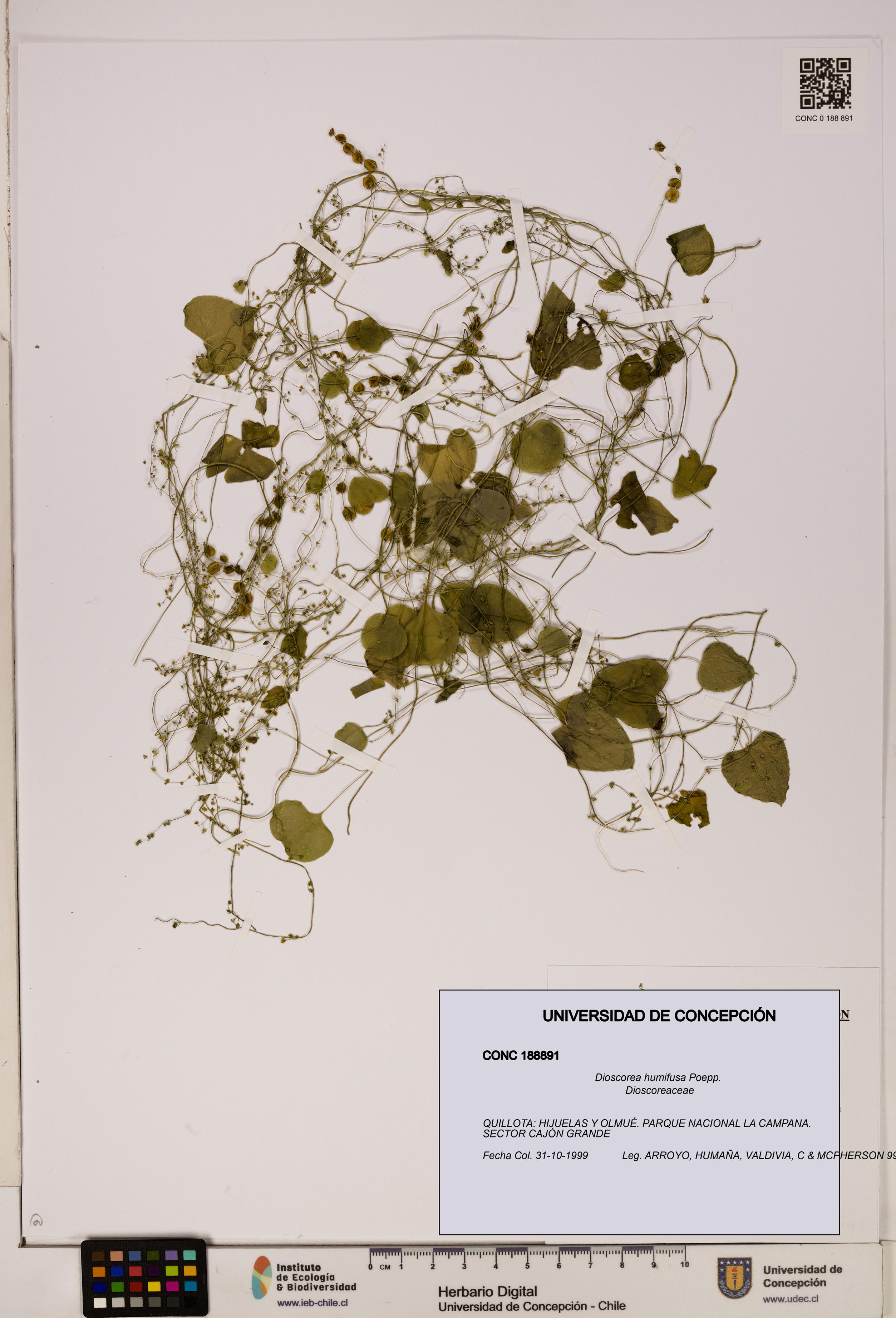 Dioscorea humifusa [Espécimen: ]