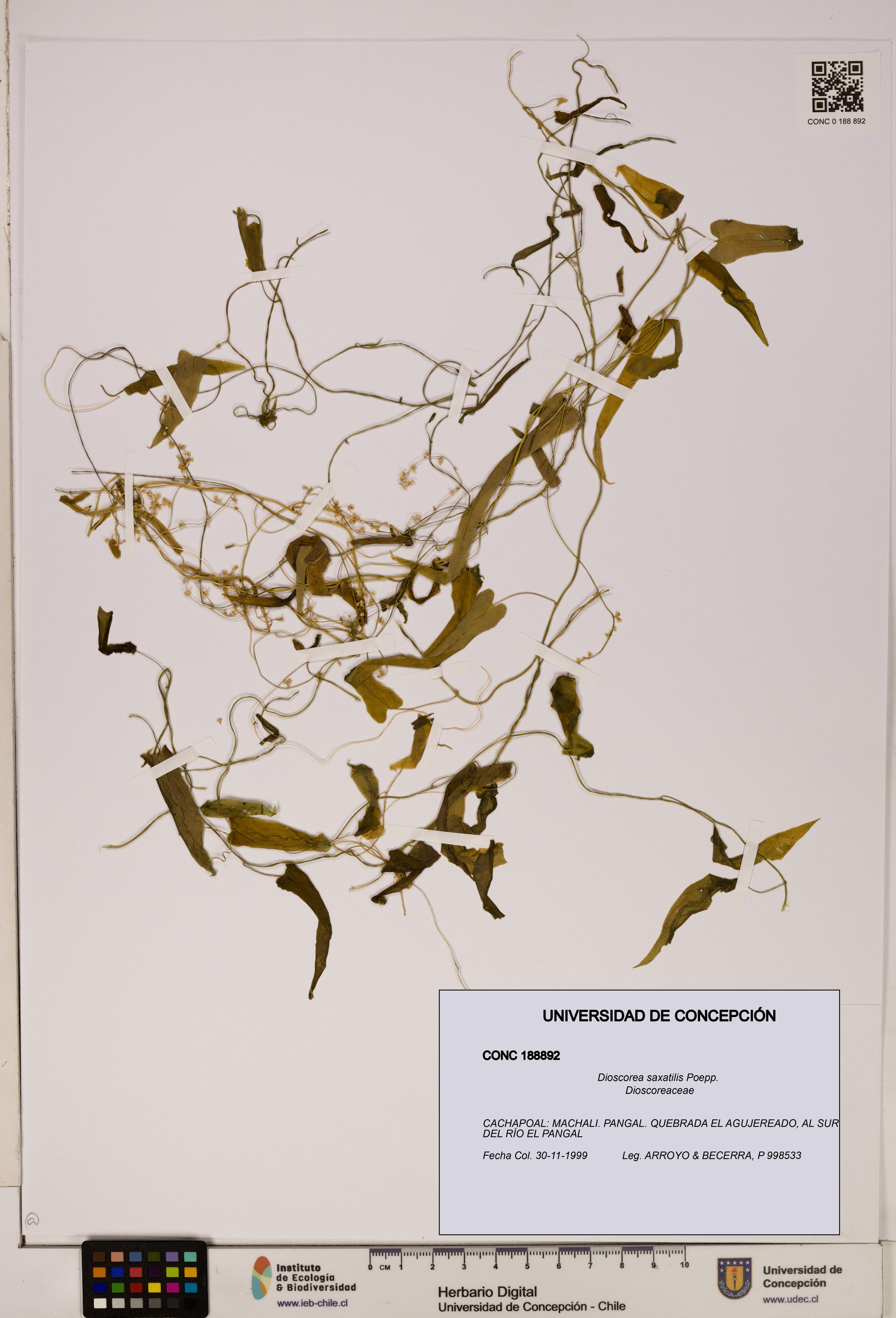 Dioscorea saxatilis [Espécimen: ]