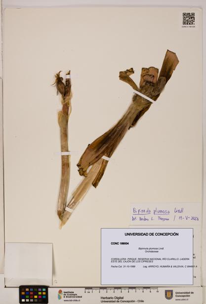 Bipinnula plumosa [Espécimen: ]