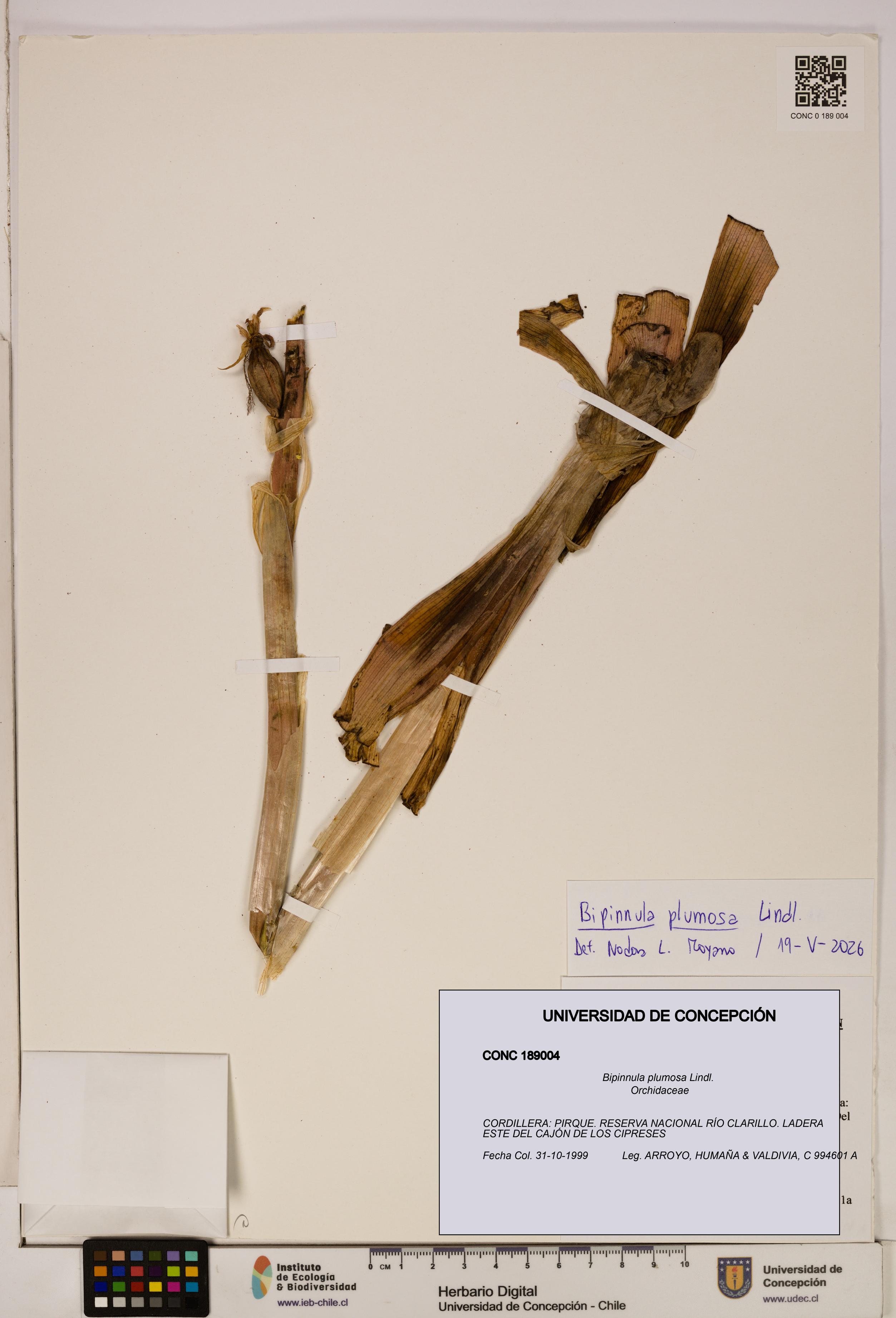 Bipinnula plumosa [Espécimen: ]