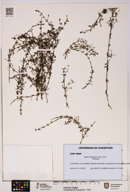 Galium suffruticosum [Espécimen: UDEC:CONC:0189020]