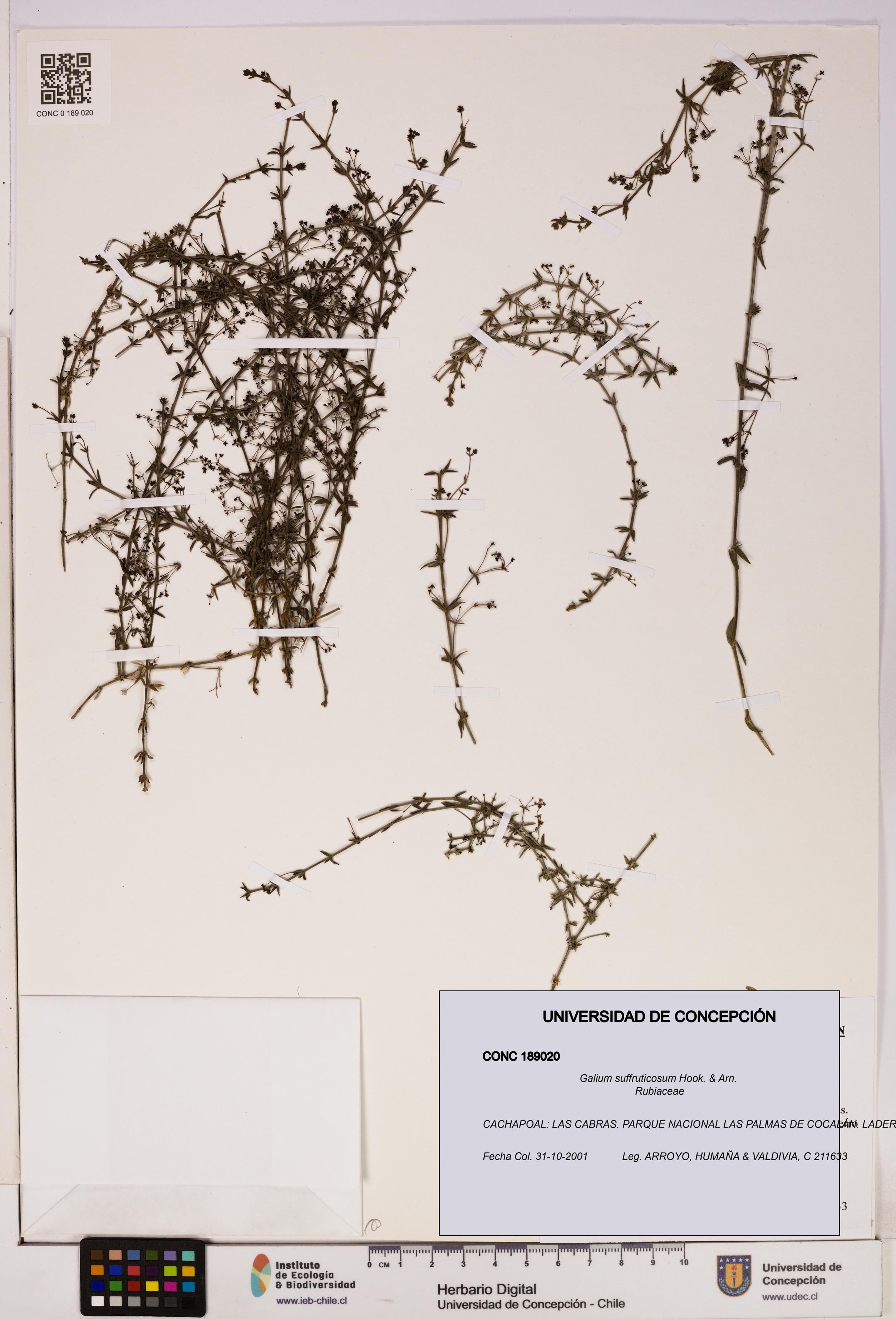 Galium suffruticosum [Espécimen: UDEC:CONC:0189020]