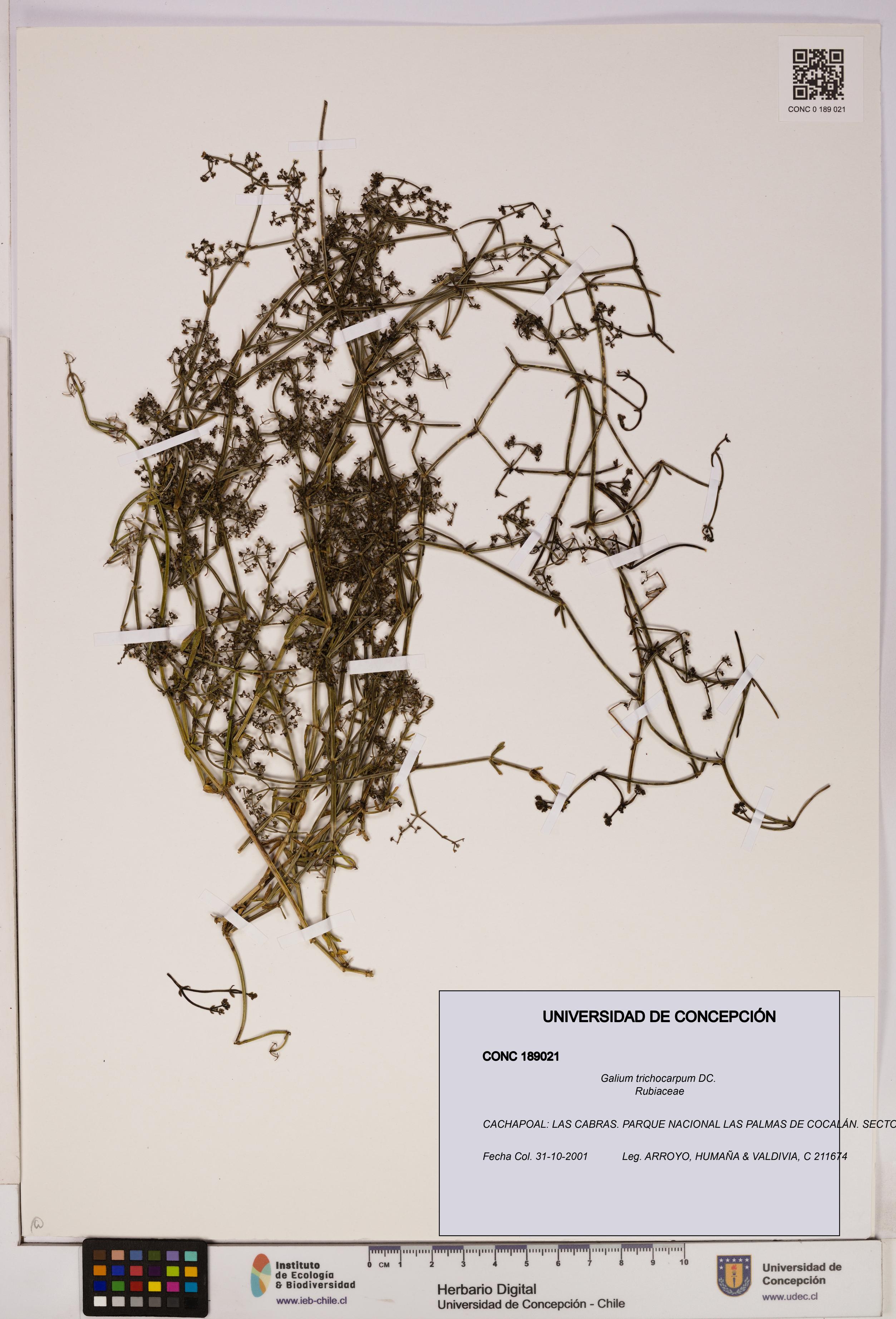 Galium trichocarpum [Espécimen: UDEC:CONC:0189021]