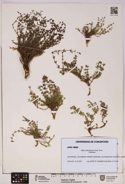 Galium suffruticosum [Espécimen: UDEC:CONC:0189022]