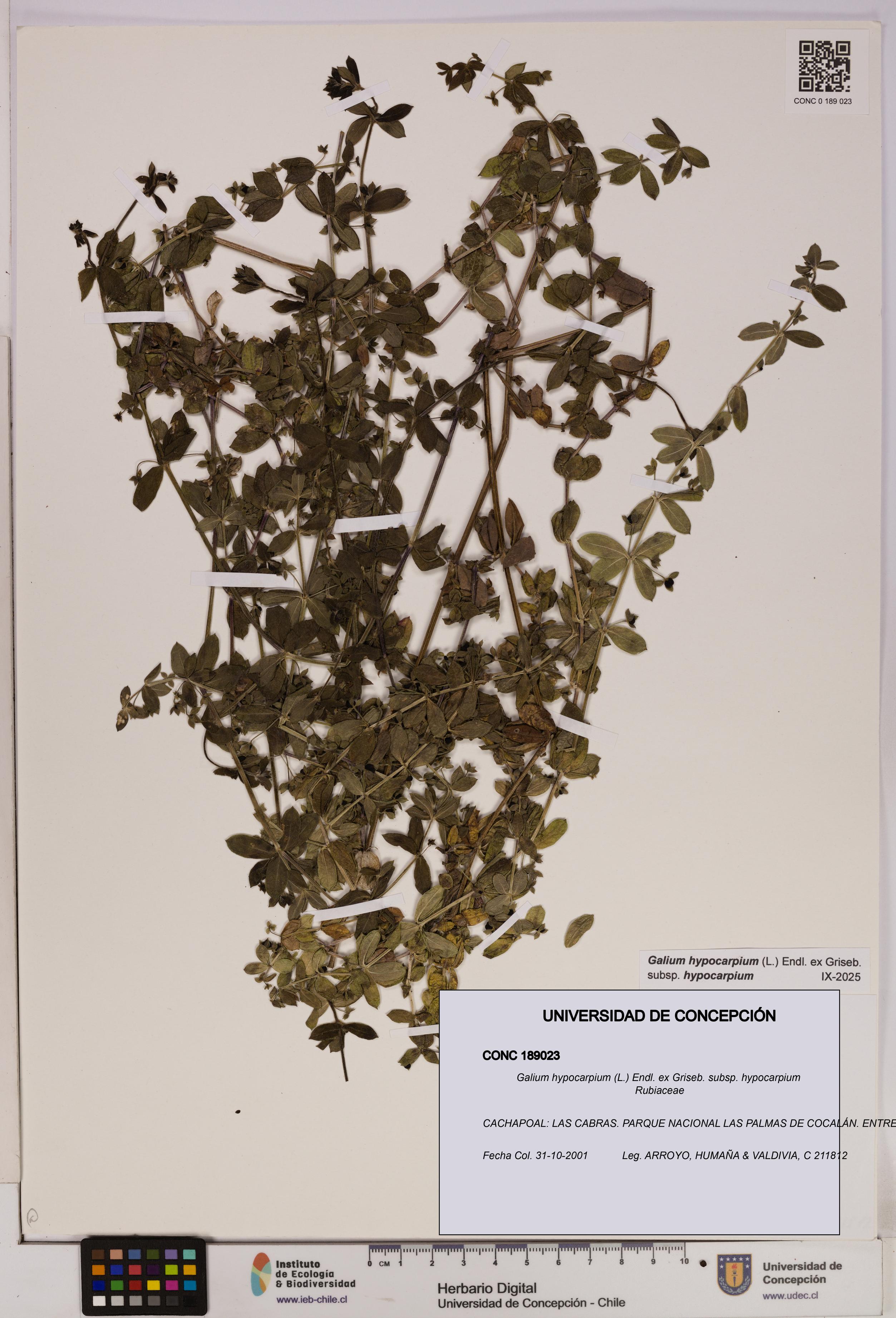 Galium hypocarpium subsp. hypocarpium [Espécimen: UDEC:CONC:0189023]