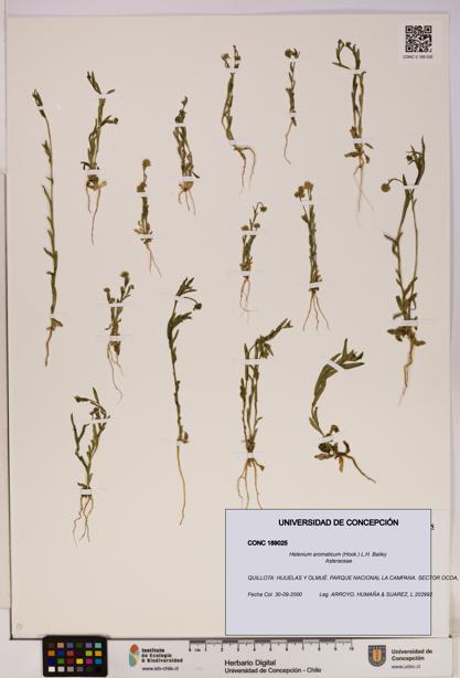 Helenium aromaticum [Espécimen: UDEC:CONC:0189025]