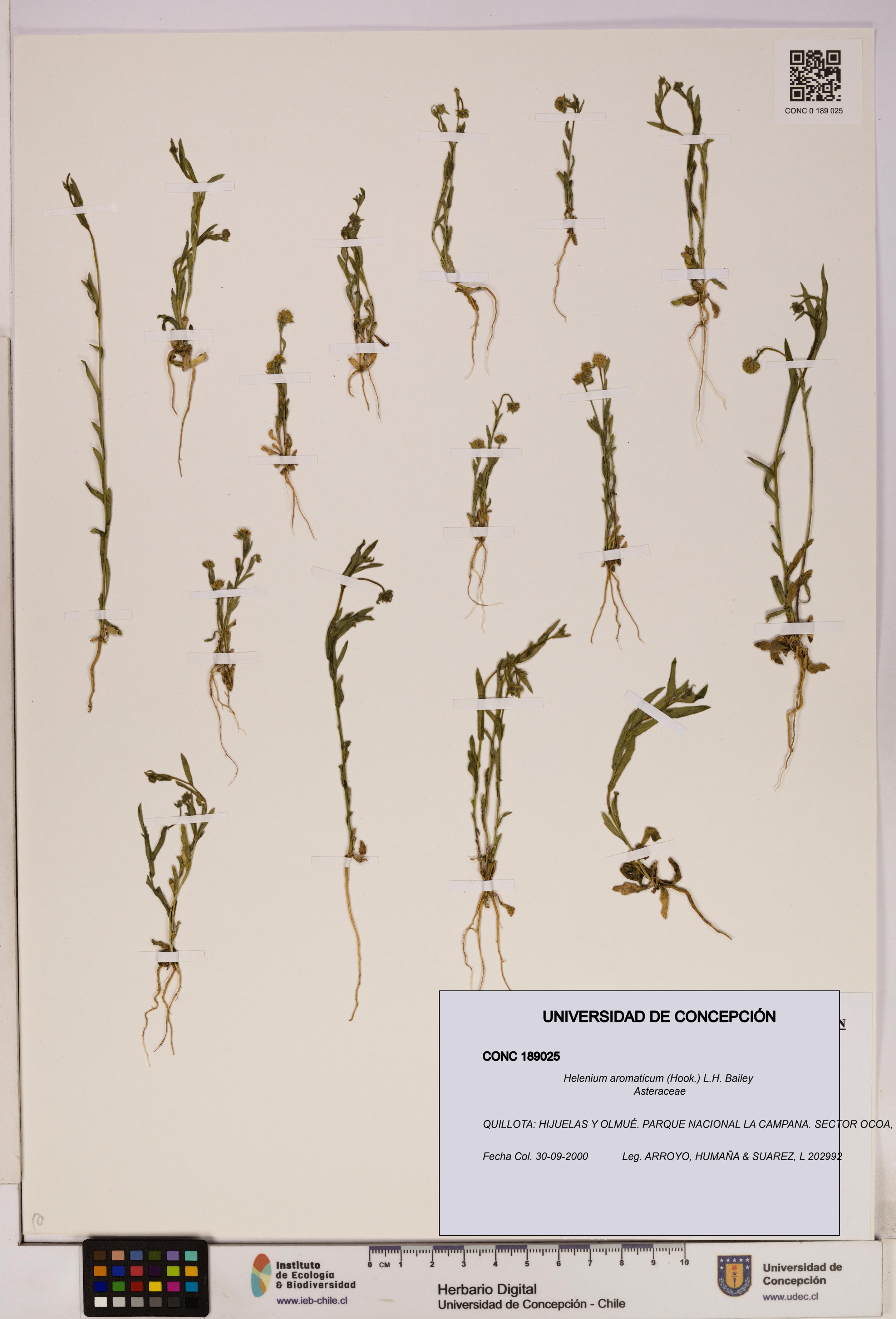 Helenium aromaticum [Espécimen: UDEC:CONC:0189025]