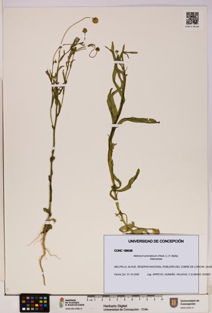 Helenium aromaticum [Espécimen: UDEC:CONC:0189026]