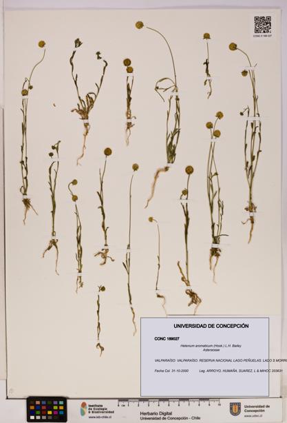 Helenium aromaticum [Espécimen: UDEC:CONC:0189027]