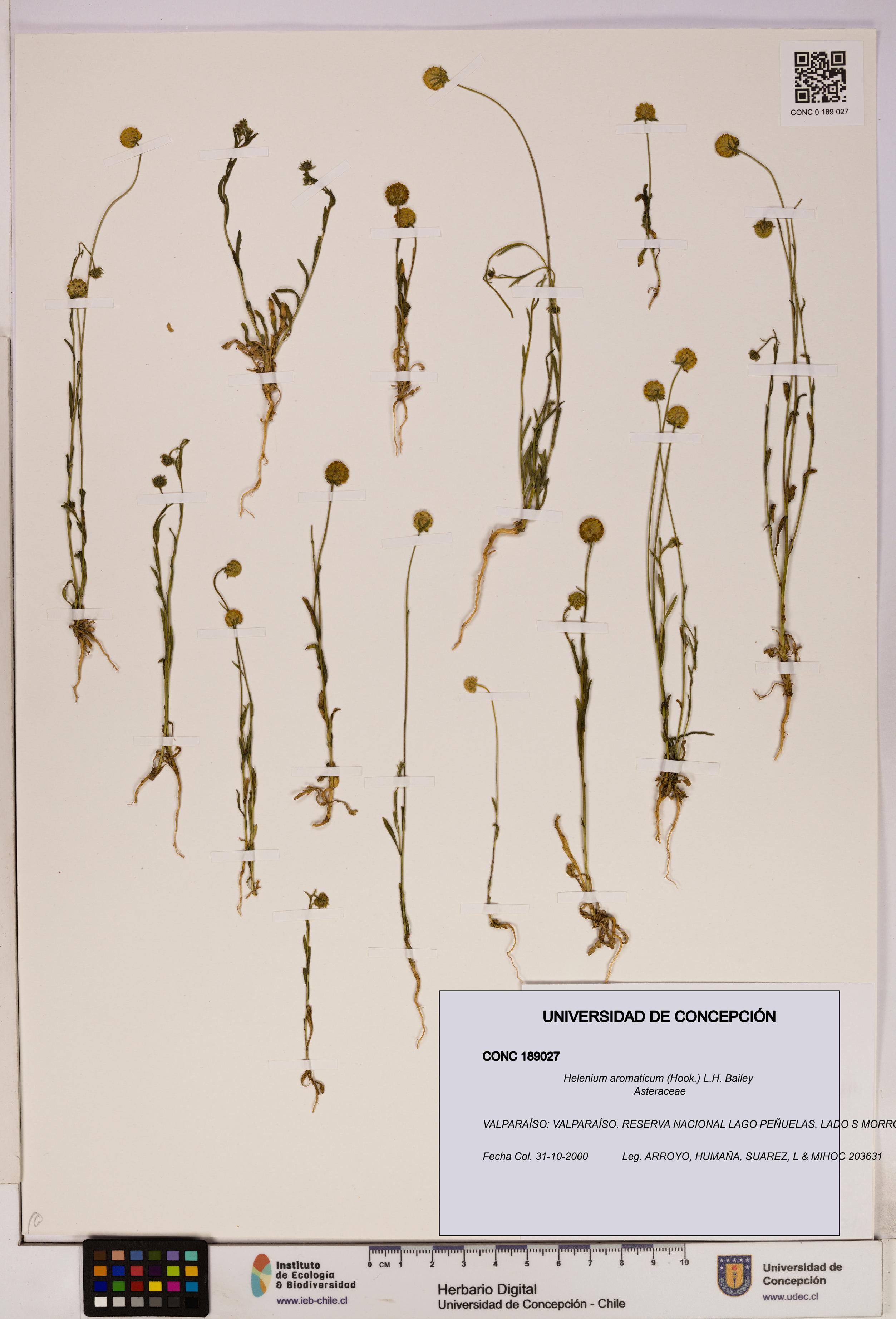 Helenium aromaticum [Espécimen: UDEC:CONC:0189027]