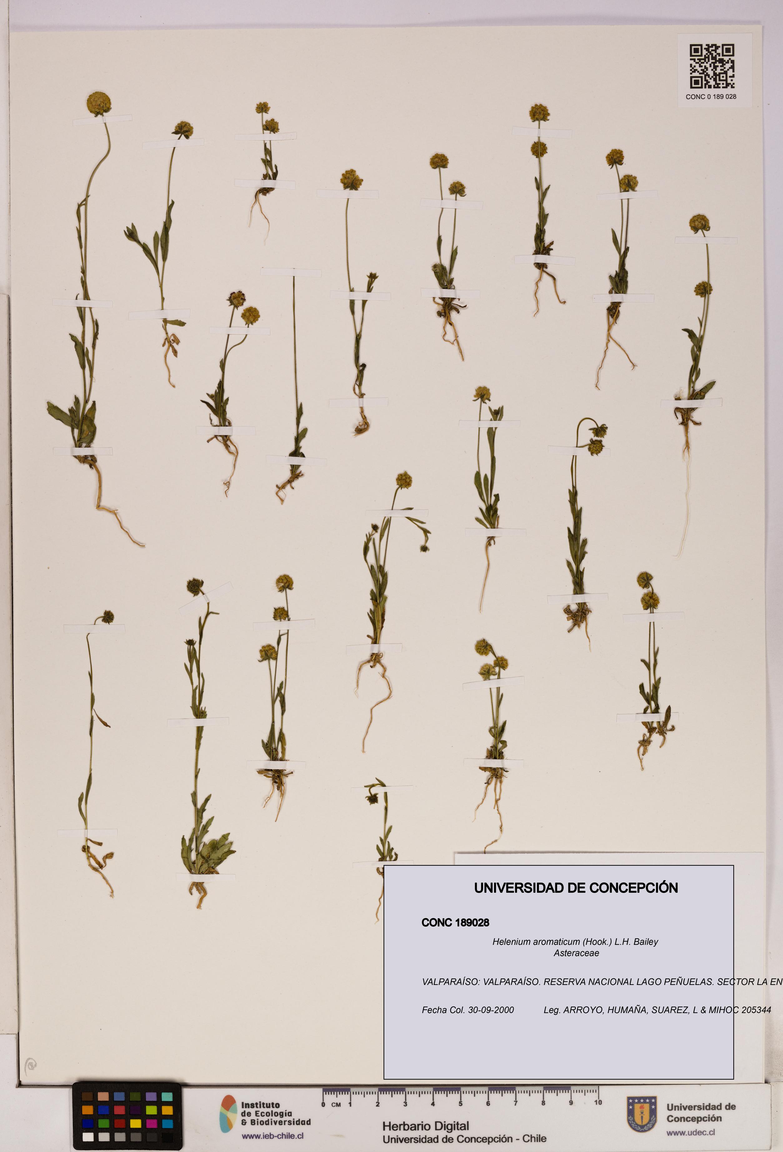 Helenium aromaticum [Espécimen: UDEC:CONC:0189028]