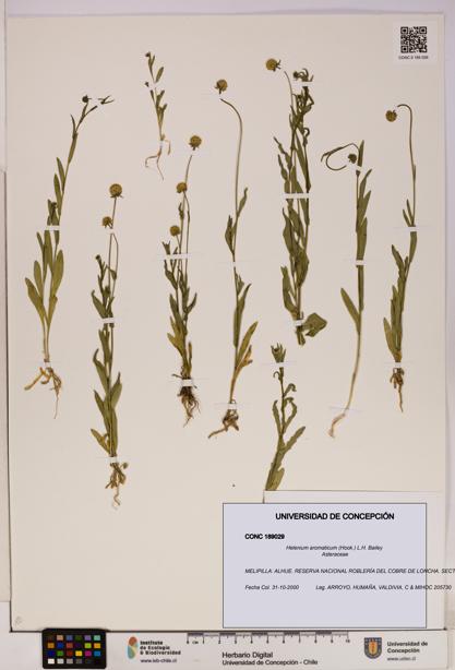 Helenium aromaticum [Espécimen: UDEC:CONC:0189029]