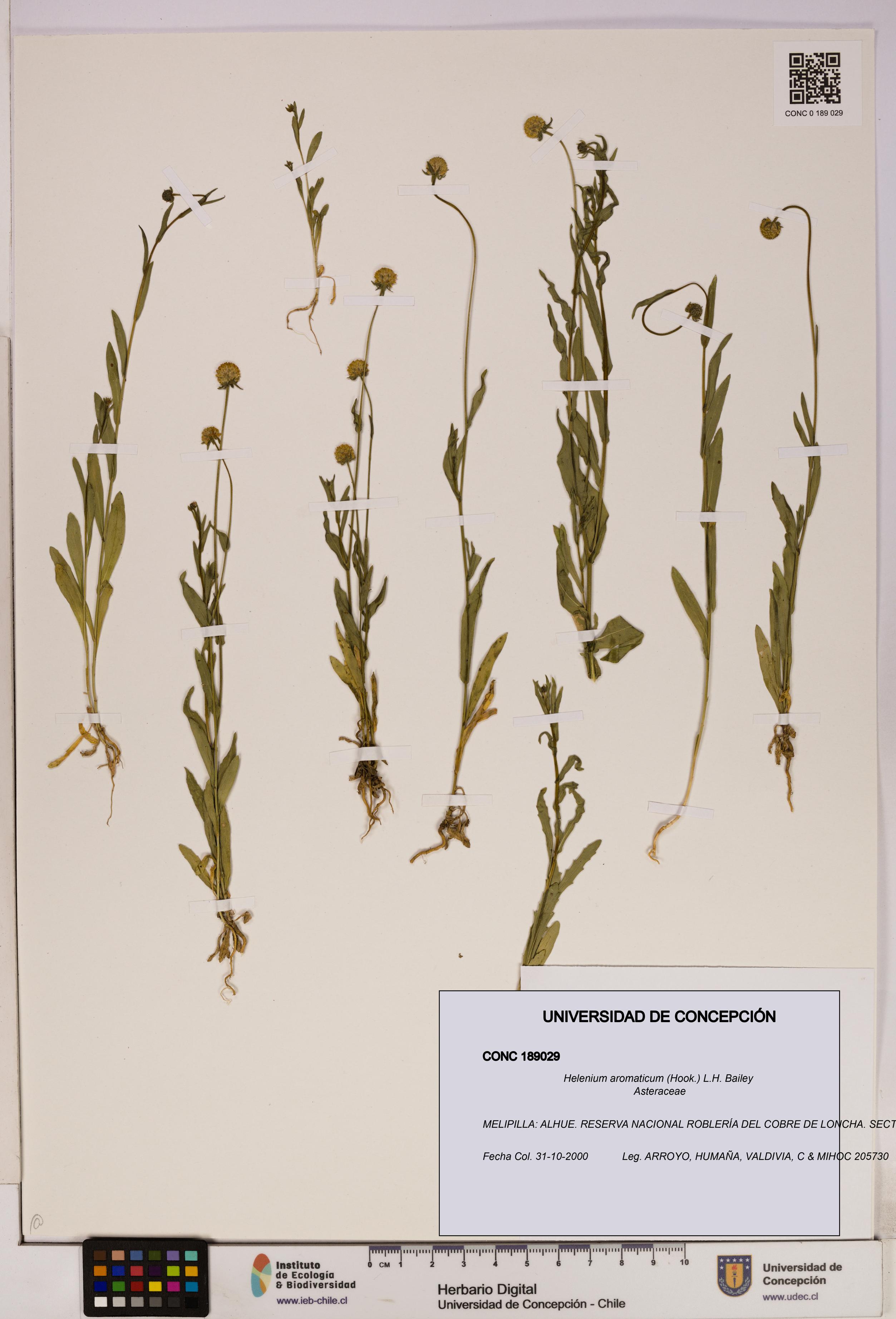 Helenium aromaticum [Espécimen: UDEC:CONC:0189029]