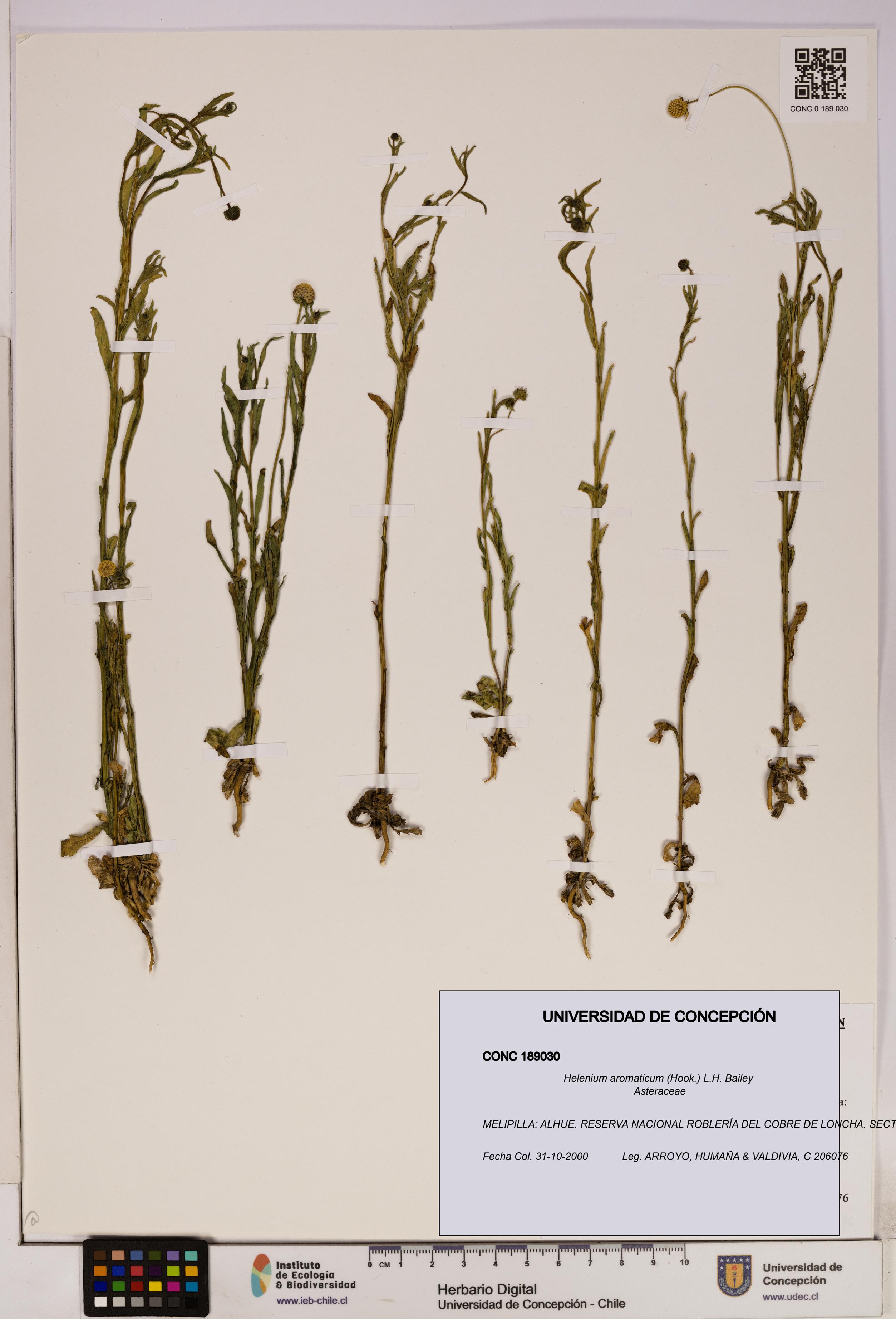 Helenium aromaticum [Espécimen: UDEC:CONC:0189030]