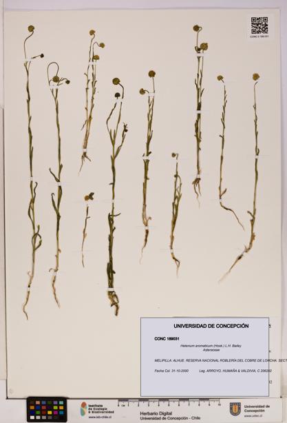 Helenium aromaticum [Espécimen: UDEC:CONC:0189031]