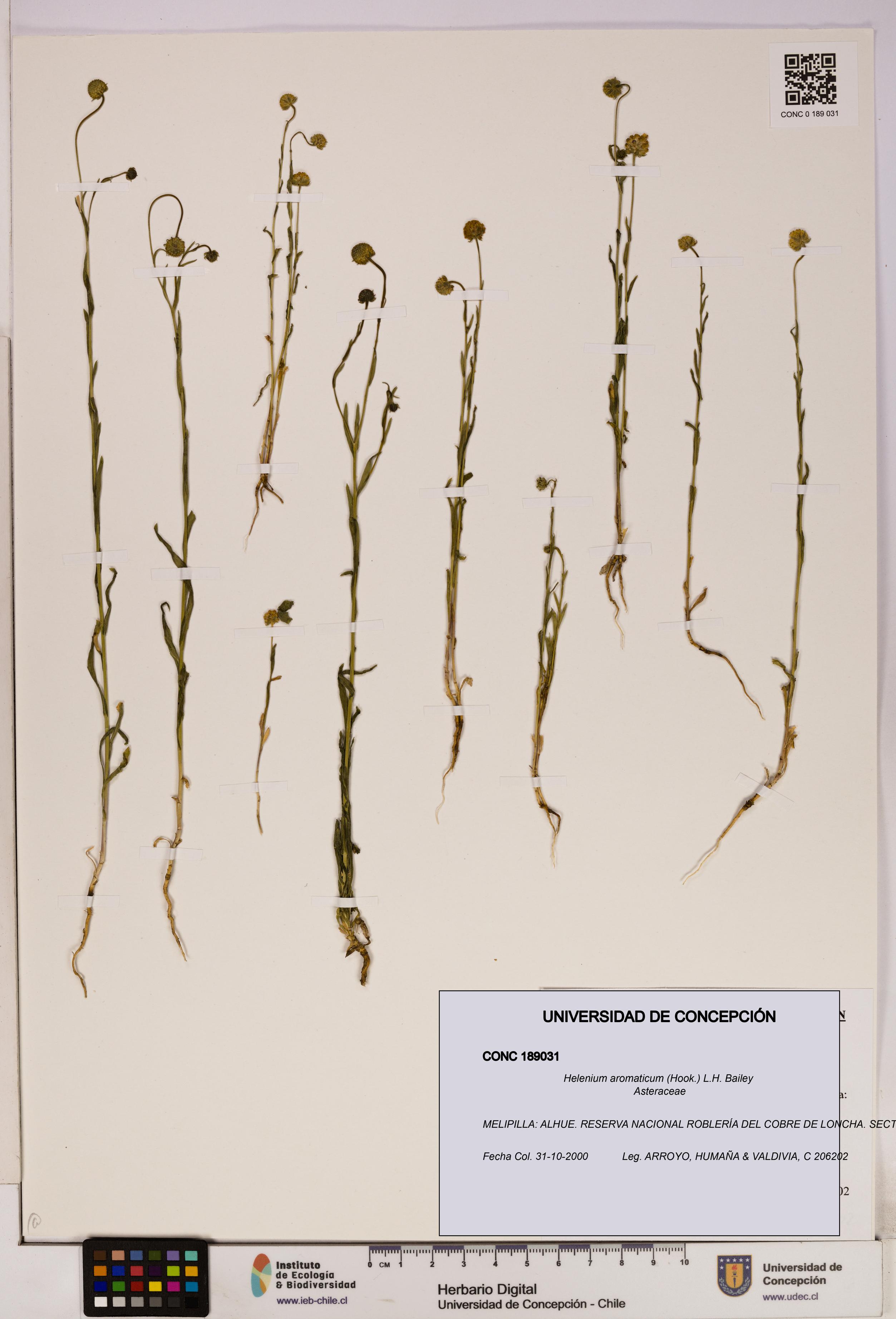 Helenium aromaticum [Espécimen: UDEC:CONC:0189031]