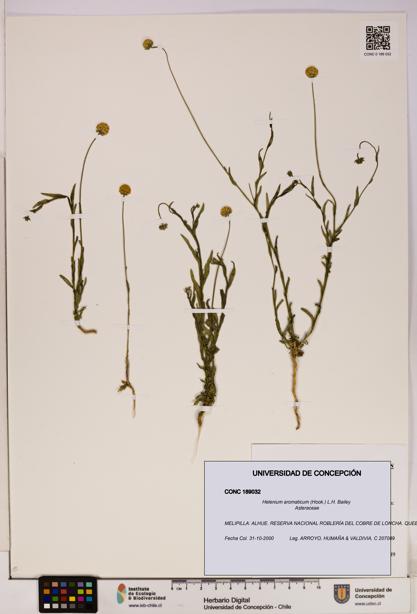 Helenium aromaticum [Espécimen: UDEC:CONC:0189032]