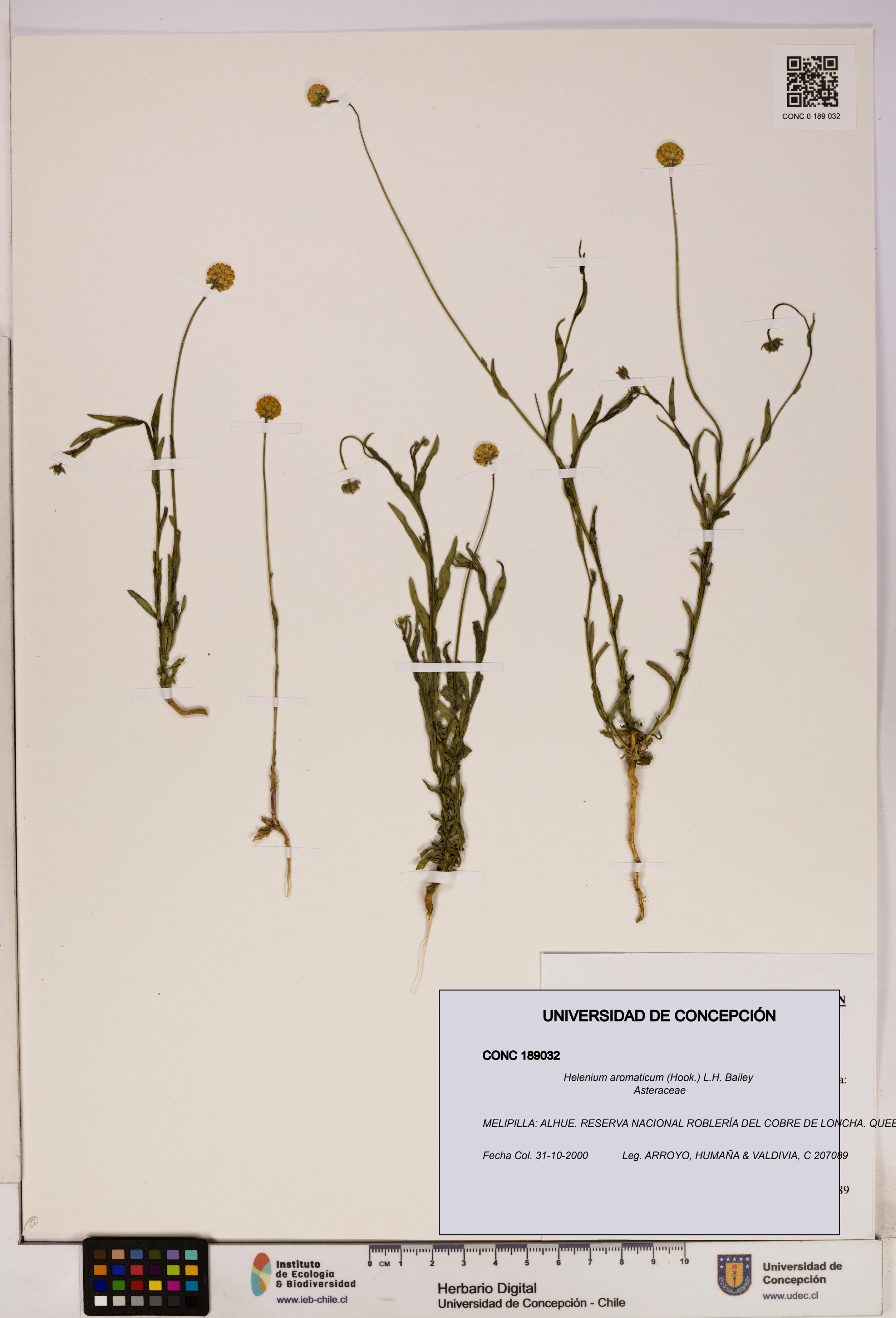 Helenium aromaticum [Espécimen: UDEC:CONC:0189032]