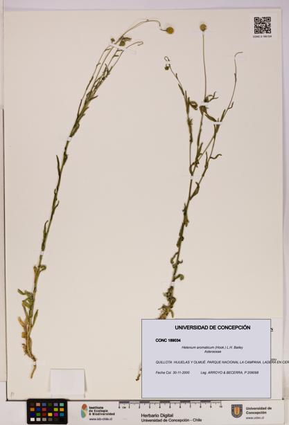 Helenium aromaticum [Espécimen: UDEC:CONC:0189034]