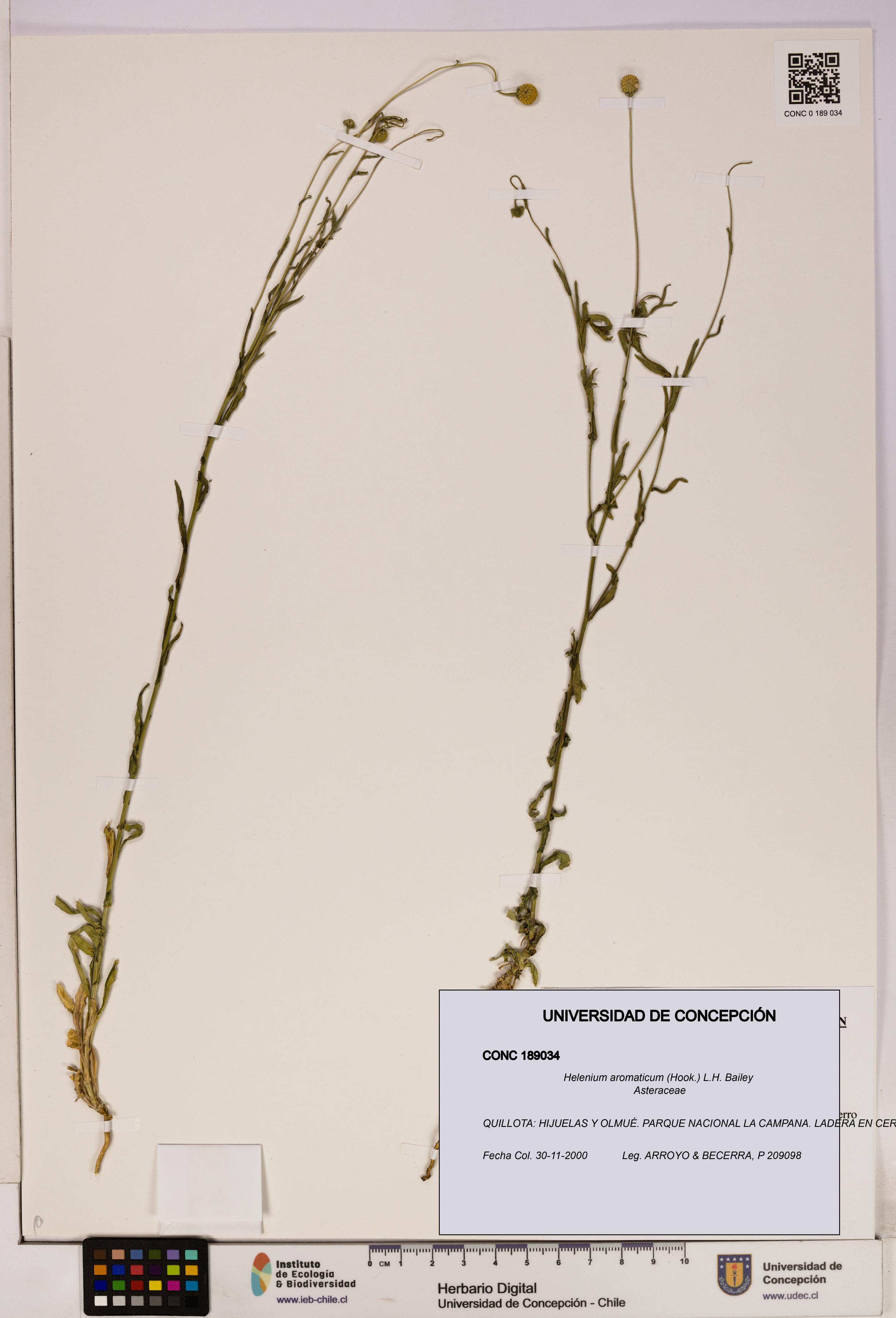 Helenium aromaticum [Espécimen: UDEC:CONC:0189034]