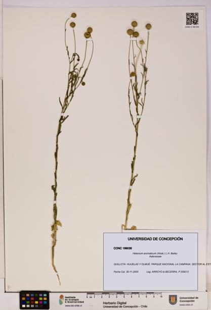 Helenium aromaticum [Espécimen: UDEC:CONC:0189035]
